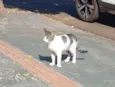 Casal de gatos inseparáveis 