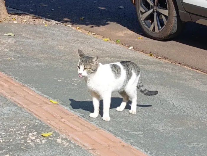 Gato raça SRD-ViraLata idade 2 a 6 meses nome Casal de gatos inseparáveis 