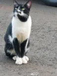 Casal de gatos inseparáveis 