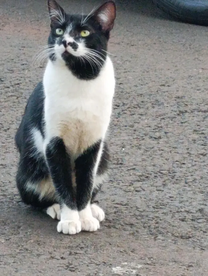 Gato raça SRD-ViraLata idade 2 a 6 meses nome Casal de gatos inseparáveis 