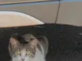 Casal de gatos inseparáveis 