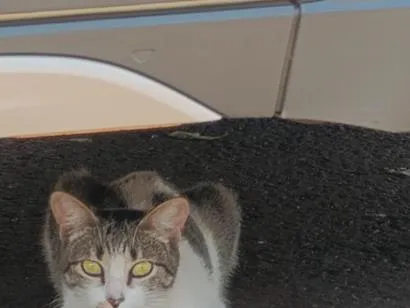 Gato raça SRD-ViraLata idade 2 a 6 meses nome Casal de gatos inseparáveis 