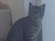 Tigrinho