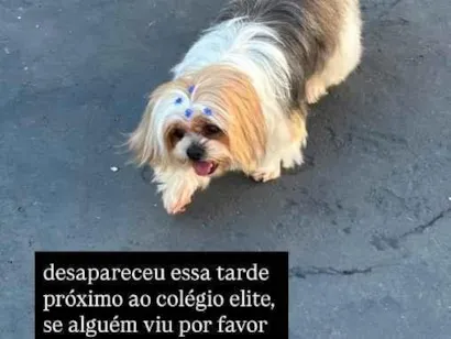 Cachorro raça Lhasa Apso idade 6 ou mais anos nome Mercedes