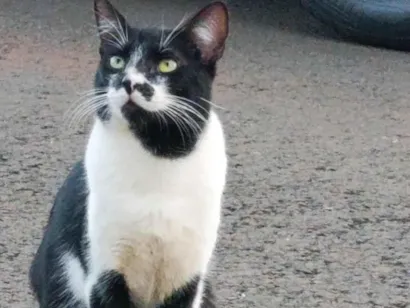 Gato raça SRD-ViraLata idade 2 a 6 meses nome Casal de gatos inseparáveis 