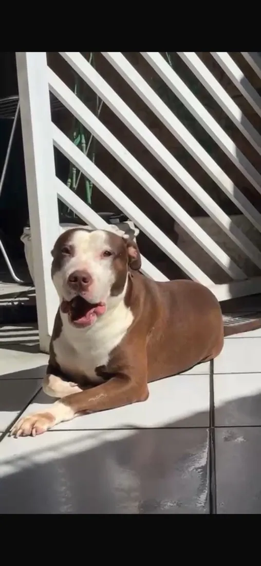 Cachorro raça Pit-Bull idade 3 anos nome Thanos