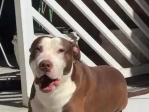 Cachorro raça Pit-Bull idade 3 anos nome Thanos