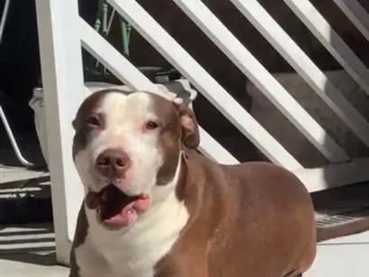 Cachorro raça Pit-Bull idade 3 anos nome Thanos