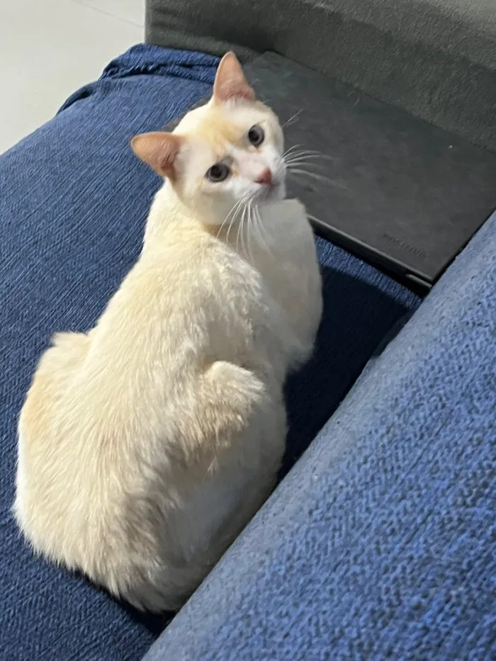 Gato raça SRD-ViraLata idade 1 ano nome Romeu