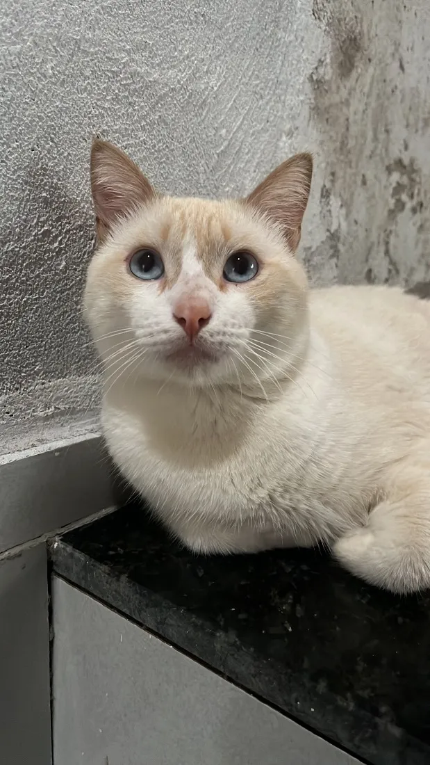 Gato raça SRD-ViraLata idade 1 ano nome Romeu
