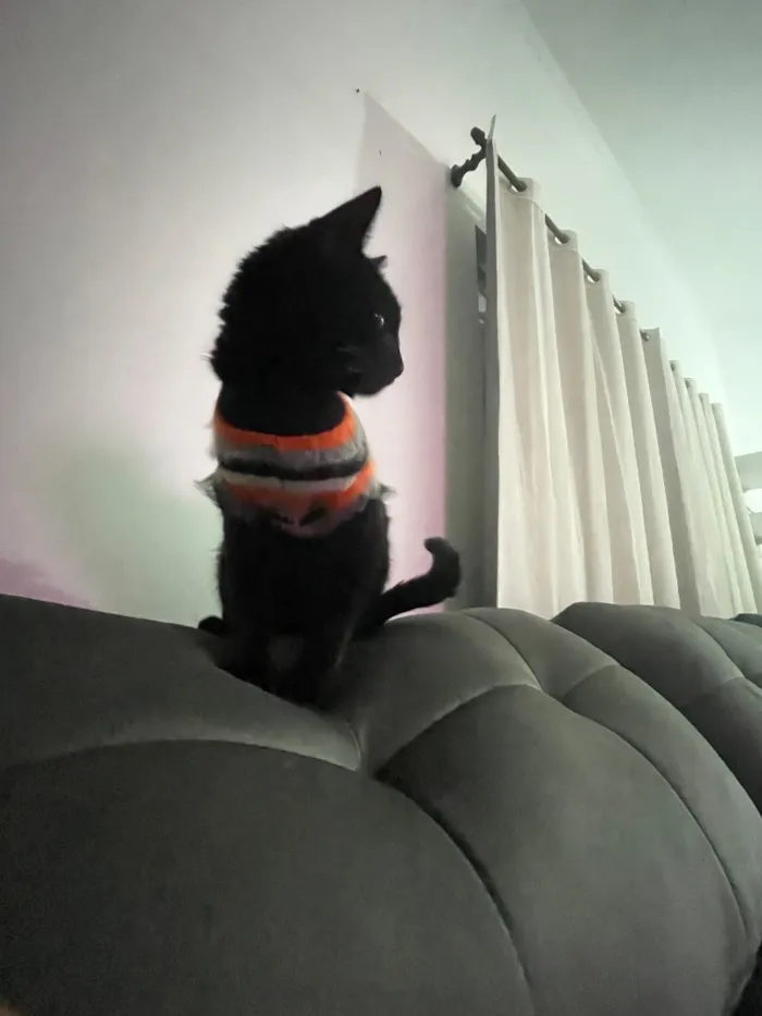 Gato raça SRD-ViraLata idade 7 a 11 meses nome Salém