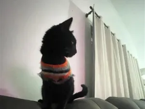 Gato raça SRD-ViraLata idade 7 a 11 meses nome Salém