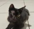 Frodo