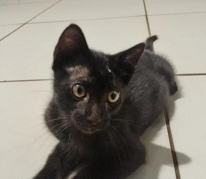 Gato raça SRD-ViraLata idade 2 a 6 meses nome Frodo