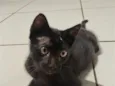 Frodo