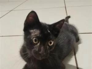 Gato raça SRD-ViraLata idade 2 a 6 meses nome Frodo