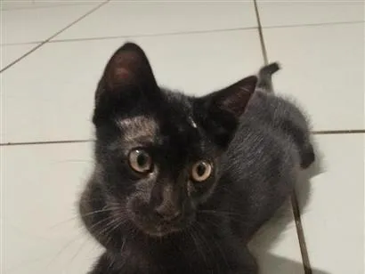 Gato raça SRD-ViraLata idade 2 a 6 meses nome Frodo