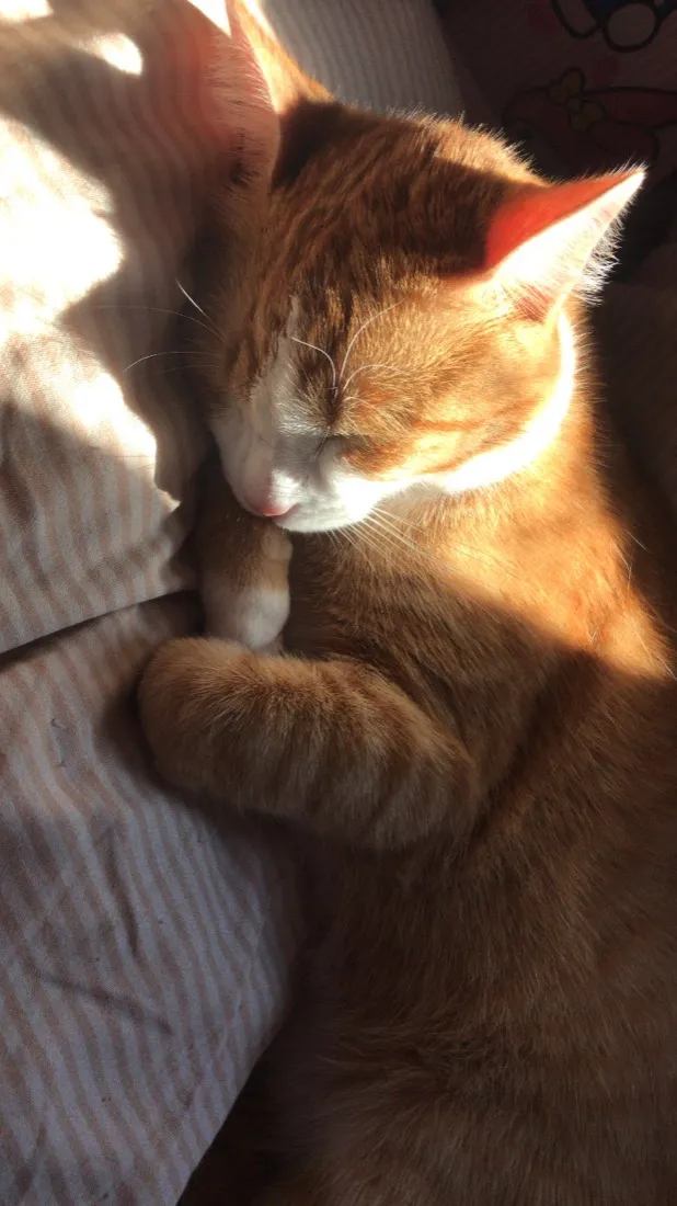 Gato raça SRD-ViraLata idade 7 a 11 meses nome ainda não tem um nos