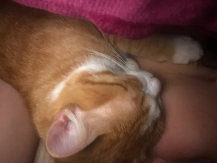 Gato raça SRD-ViraLata idade 7 a 11 meses nome ainda não tem um nos