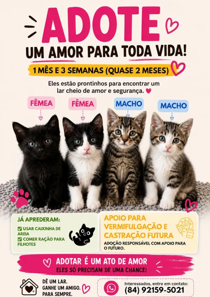 Gato raça SRD-ViraLata idade 2 a 6 meses nome 4 filhotes