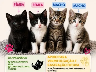 Gato raça SRD-ViraLata idade 2 a 6 meses nome 4 filhotes