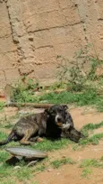Atena 