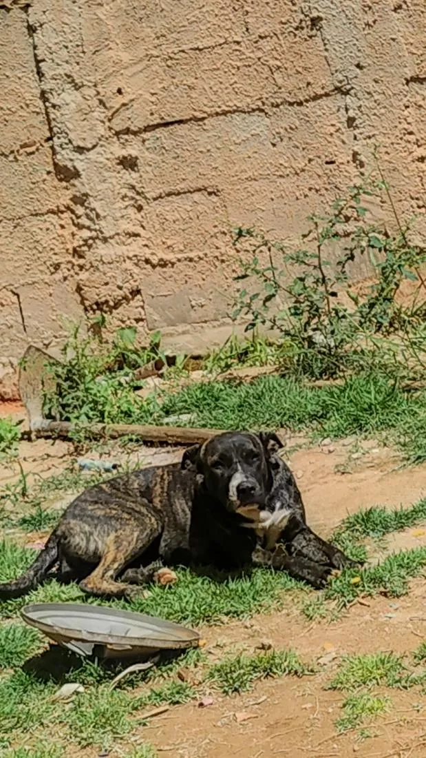 Cachorro raça SRD-ViraLata idade 1 ano nome Atena 