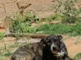 Atena 