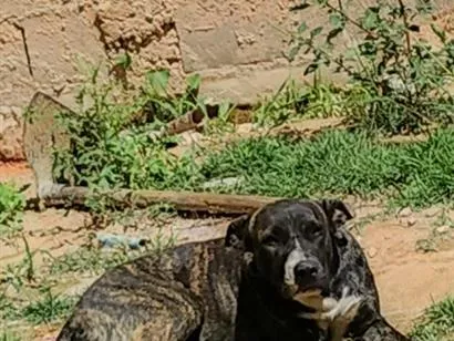 Cachorro raça SRD-ViraLata idade 1 ano nome Atena 
