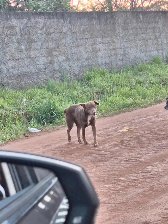 Cachorro raça SRD-ViraLata idade 1 ano nome marronzinho