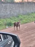 marronzinho