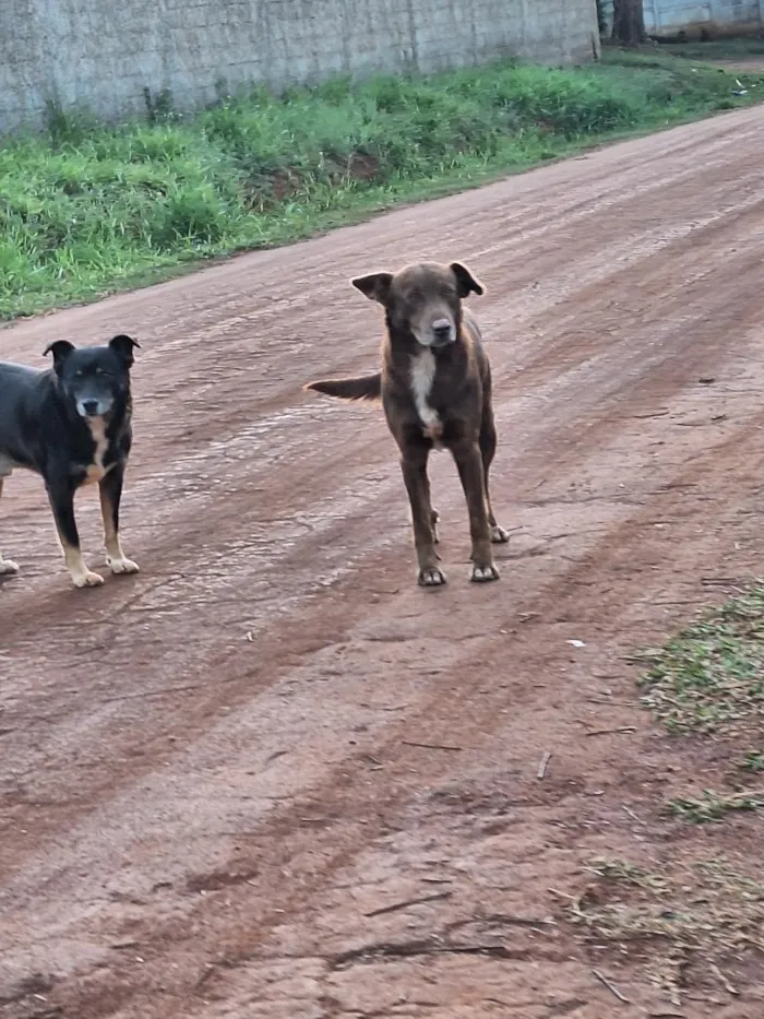 Cachorro raça SRD-ViraLata idade 1 ano nome marronzinho