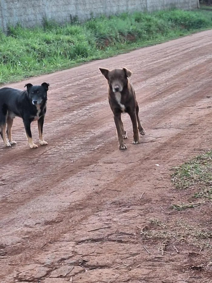 Cachorro raça SRD-ViraLata idade 1 ano nome marronzinho