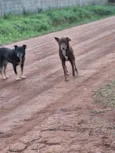 marronzinho