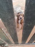 marronzinho