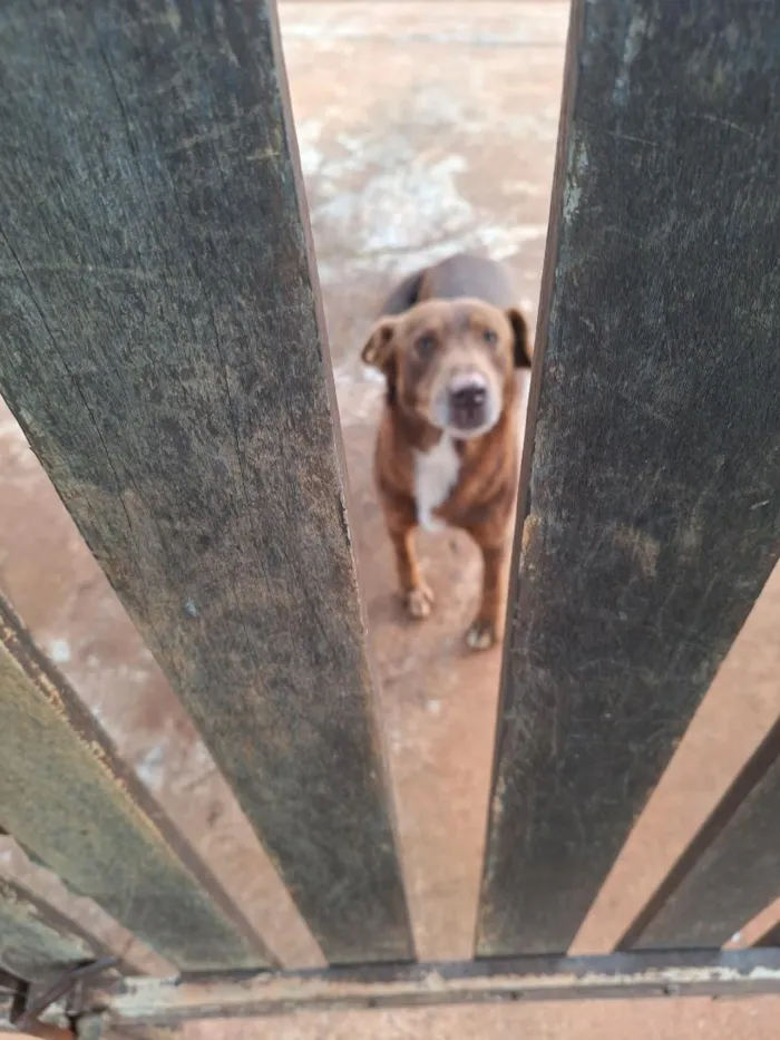 Cachorro raça SRD-ViraLata idade 1 ano nome marronzinho
