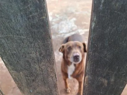 Cachorro raça SRD-ViraLata idade 1 ano nome marronzinho
