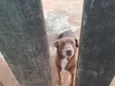 marronzinho