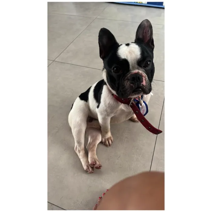 Cachorro raça SRD-ViraLata idade 4 anos nome Neymar