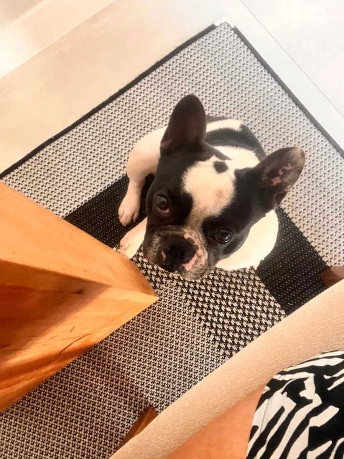 Cachorro raça SRD-ViraLata idade 4 anos nome Neymar