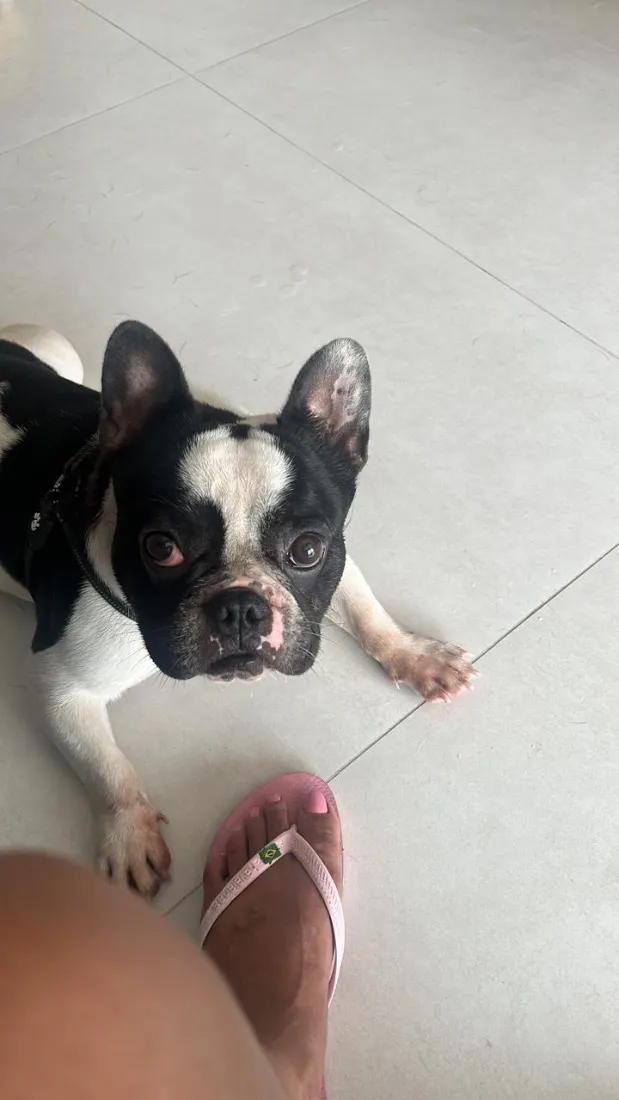 Cachorro raça SRD-ViraLata idade 4 anos nome Neymar
