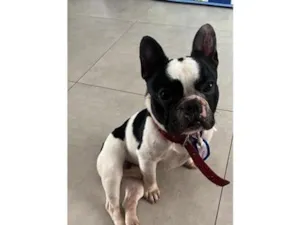 Cachorro raça SRD-ViraLata idade 4 anos nome Neymar