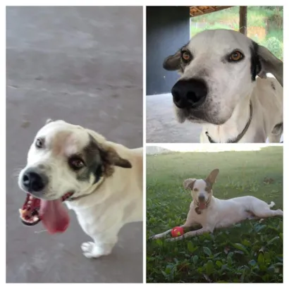 Cachorro raça SRD-ViraLata idade 5 anos nome Pirulito