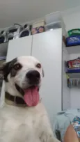Pirulito