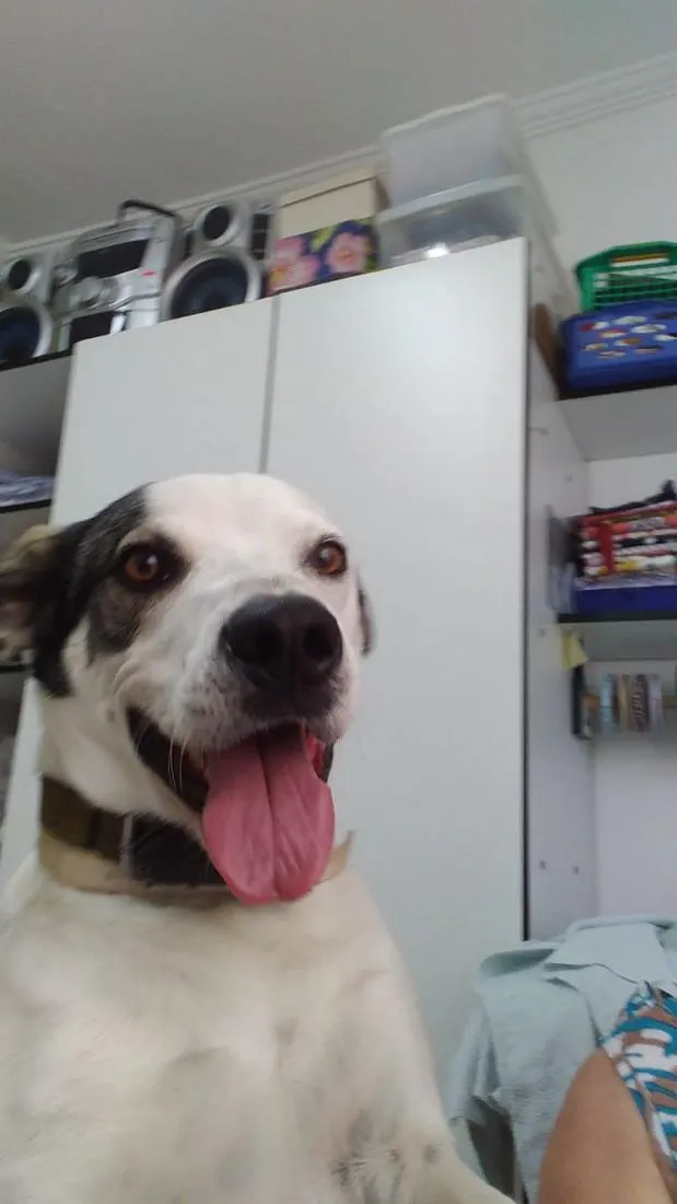 Cachorro raça SRD-ViraLata idade 5 anos nome Pirulito