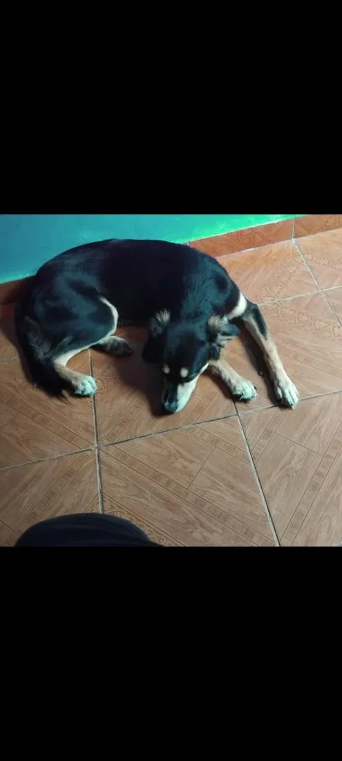 Cachorro raça SRD-ViraLata idade 2 anos nome saimon