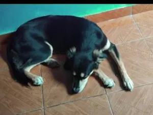 Cachorro raça SRD-ViraLata idade 2 anos nome saimon
