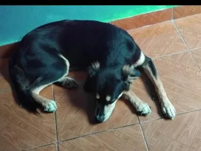 Cachorro raça SRD-ViraLata idade 2 anos nome saimon