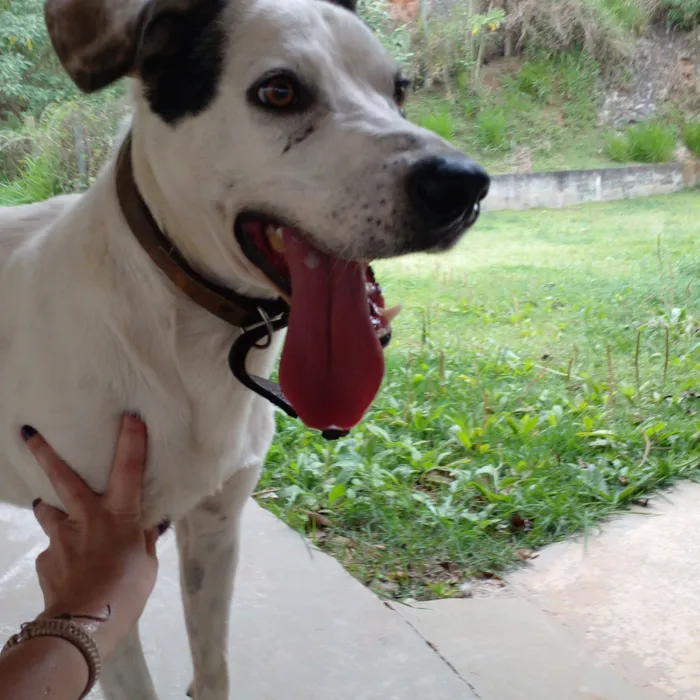 Cachorro raça SRD-ViraLata idade 5 anos nome Pirulito