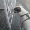 Pirulito